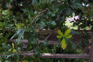 培育一个新的树种。| GardenersPath.com