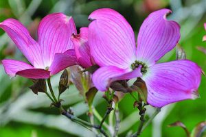 山茱萸和其他本土木本灌木和乔木。| GardenersPath.com