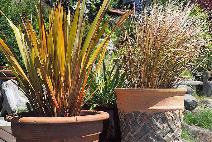 盆栽观赏草。| GardenersPath.com