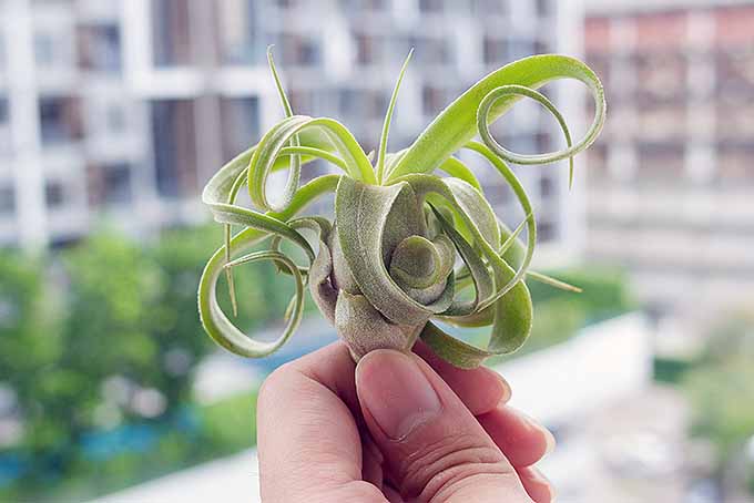 为活墙艺术种植室内空气植物| GBOB体育APP苹果下载ardenersPath.com