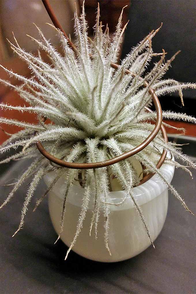 你知道空气植物的一种和另一种吗?在我们的方便指南中了解所有关于tillandsia以及如何照顾它们://www.gaylienated.com/how-to/indoor-gardening/tillandsia-air-plants/BOB体育APP苹果下载