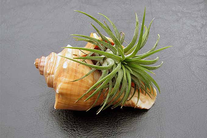 T. ionantha | GardenersPath.com