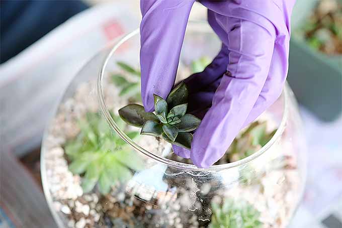 最好的DIY自制玻璃箱| GardenersPath.com