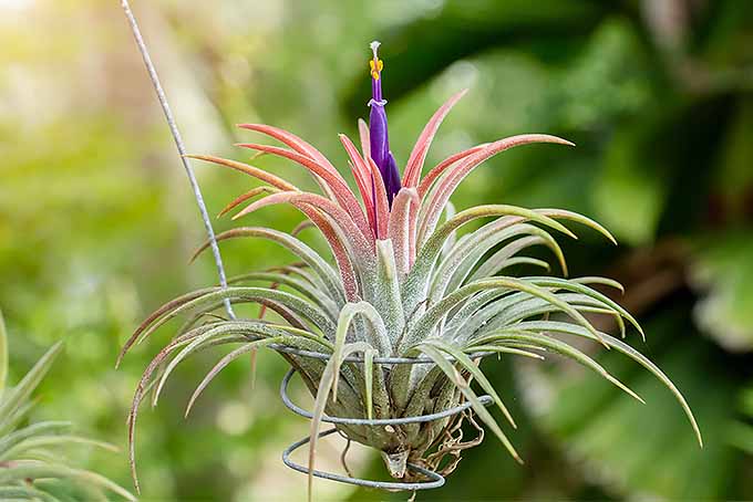 种植tillandia的小贴士和技巧:低维护的室内植物| GardenersPath.com