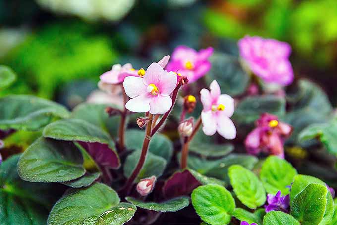 学习如何种植非洲紫罗兰| GardenersPath.com