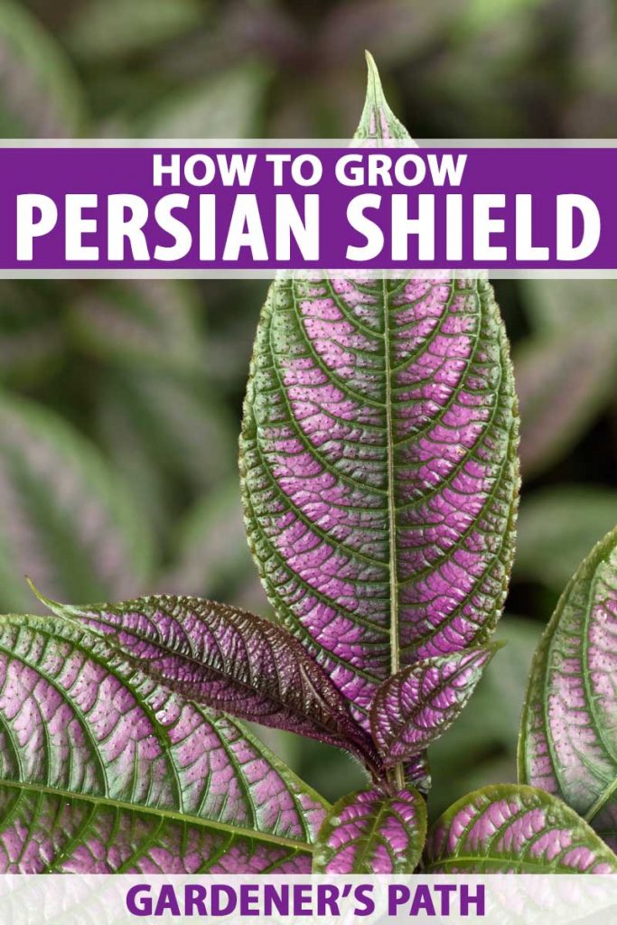 接近的紫色和绿色的叶子Strobilanthes dyerianus或波斯盾牌。