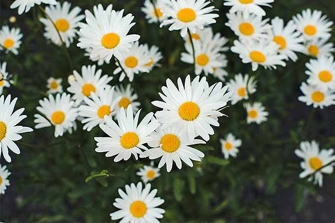 经典的洋甘菊生长。| GardenersPath.com