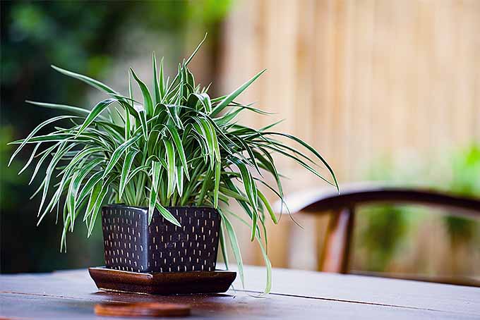 持久的室内植物种植指南| GardenersPath.com