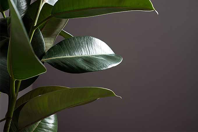 如何种植橡胶植物| GardenersPath.com