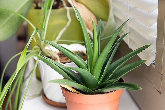 室内植物入门:种植芦荟| GardenersPath.com