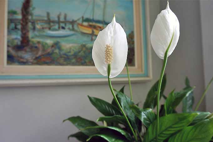 室内植物指南-和平百合| GardenersPath.com