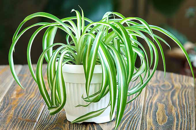 黑拇指园丁室内植物种植指南| GardenersPath.com