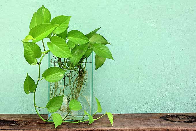 种植薯蓣指南。| GardenersPath.com