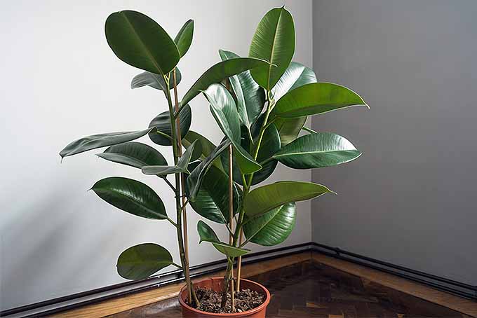 为室内园艺成功种植橡胶植物。| GardenersPath.com