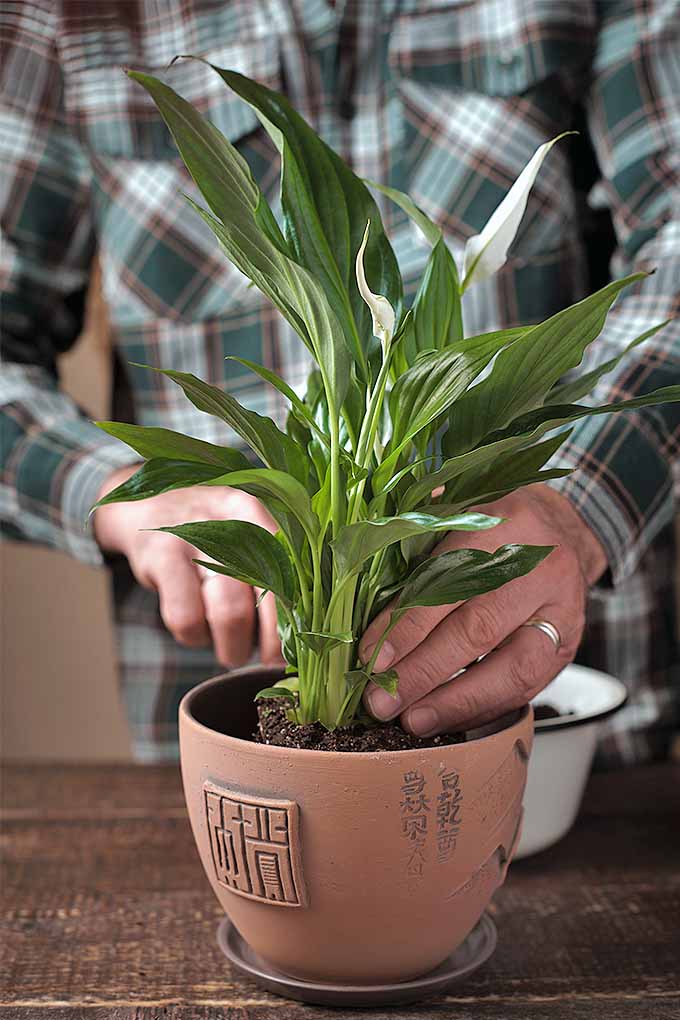 用盆栽的室内植物把外面的东西搬到室内，这些盆栽植物耐久且易于照料，比如和平百合。BOB体育APP苹果下载看看我们的名单://www.gaylienated.com/how-to/indoor-gardening/houseplant-care-primer/