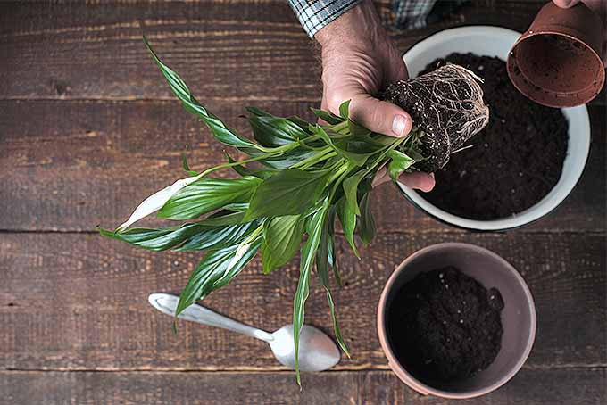 重新种植一株根部绑定的和平百合| GardenersPath.com