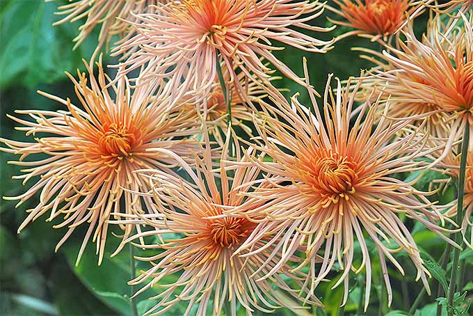 菊花在季末非常漂亮| GardenersPath.com