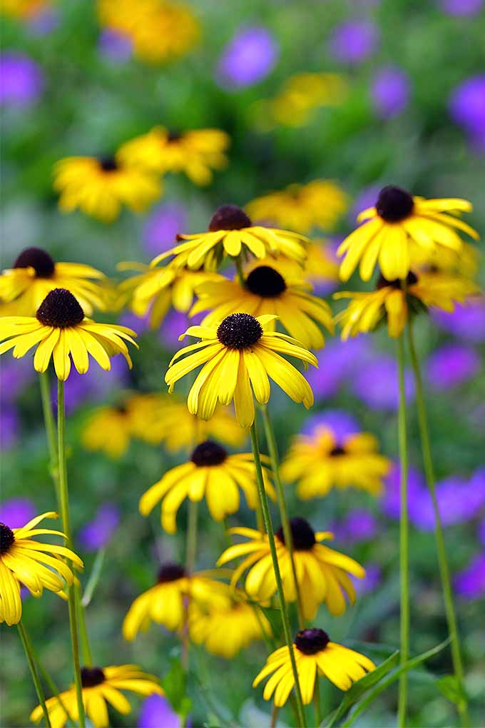 作为花园的经典，尤其是在东海岸，黑眼苏珊或Rudbeckia hirta为任何多年生花园增添了欢迎。我们分享了在家里种植这些经典美女的秘诀://www.gaylienated.com/plants/flowers/grow-black-eyed-susan/BOB体育APP苹果下载
