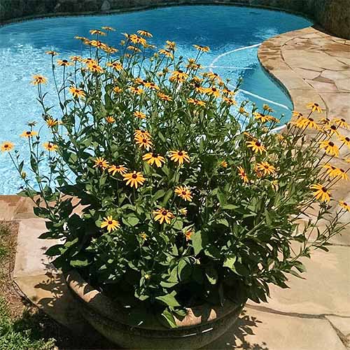 盆栽“金sturm”黑眼苏珊| GardenersPath.com
