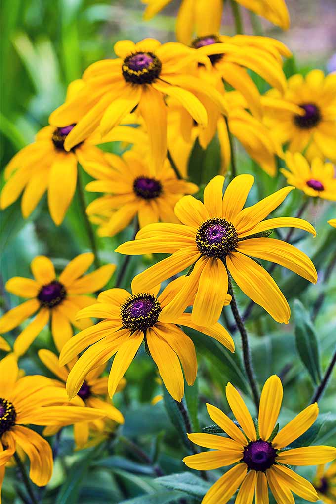 Rudbeckia hirta(又名黑眼睛苏珊)是花园的最爱。我们分享了自己种植美丽花朵的技巧://www.gaylienated.com/plants/flowers/grow-black-eyed-susan/BOB体育APP苹果下载