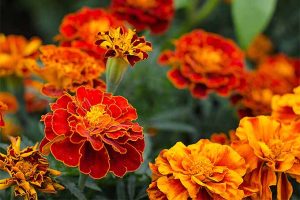 在你的花园里种万寿菊| GardenersPath.com