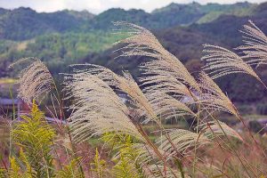 修剪观赏草| GardenersPath.com