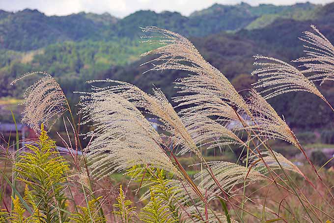修剪观赏草| GardenersPath.com