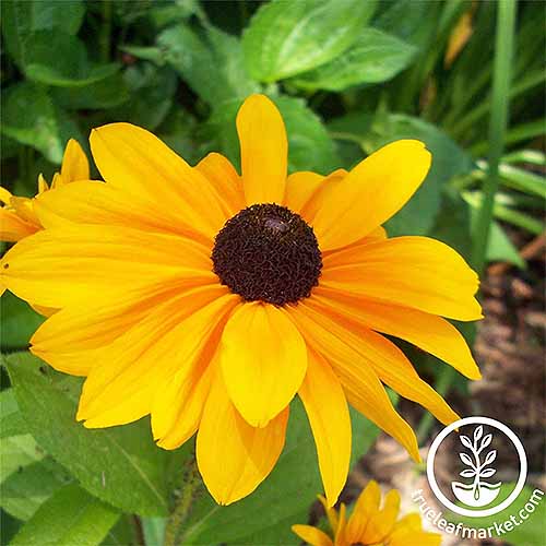 R. HIrta Flower | GardenersPath.com