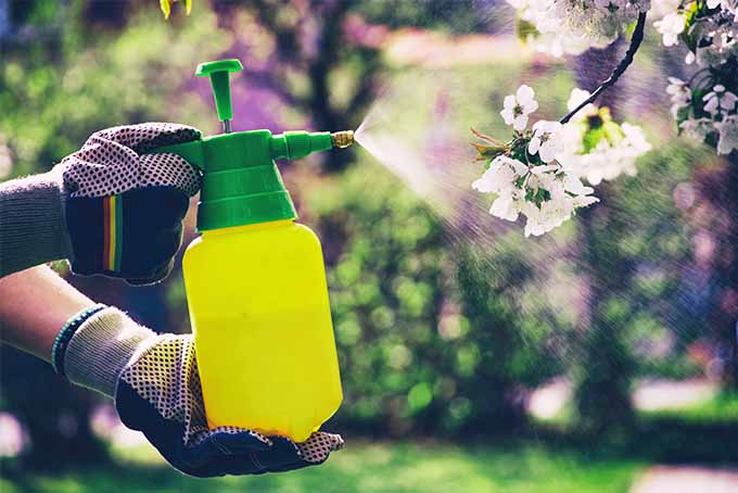 在花园里喷洒化学物质安全| GardenersPath.com