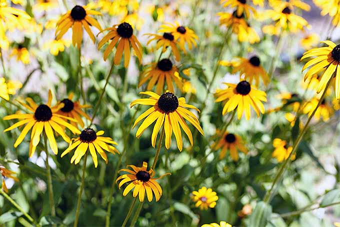 试试这些在家种植Rudbeckia花的技巧| GardenersPath.com