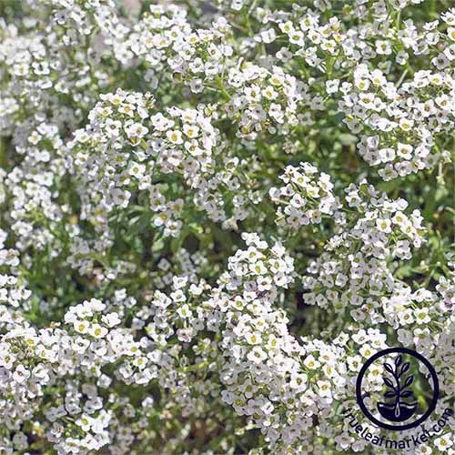 白色的“雪毯”花布满了画框。