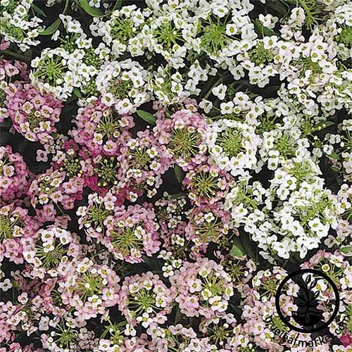 粉红色和白色的“复活节帽子”分析花。