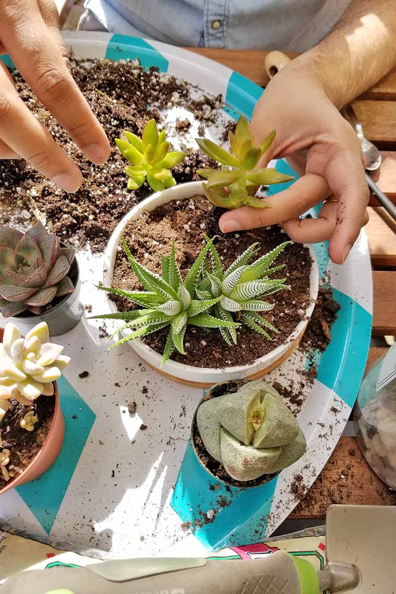 两只手的特写，一只手拿着一个小的多汁植物，另一只手准备把它装进下面圆形的白色容器里，散落的土壤和更多的小植物在塑料罐里，在一个白色和蓝色的圆形钻石图案托盘上，在木桌上，有一个小铲子。BOB体育APP苹果下载