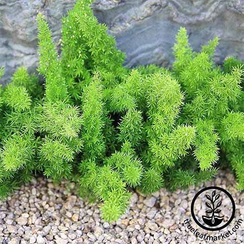 密花蒿(a . densiflorus 'Meyerii)的正方形图像，种植在地面上，后面有鹅卵石和石墙。在框架的右下方是一个带有文本的圆形标志。