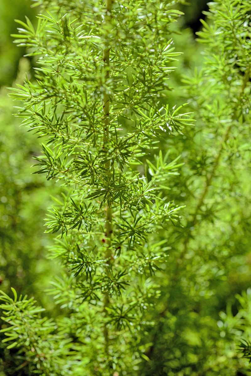 垂直特写图像的羽毛芦笋蕨类在明亮的阳光。
