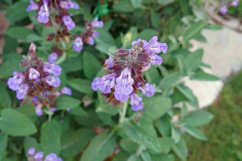 近距离的紫色花朵的鼠尾草生长在花园里。