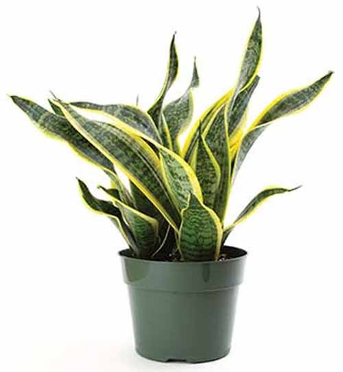 金蛇植物(Sansevieria laurentii superba)在白色，孤立的背景上。