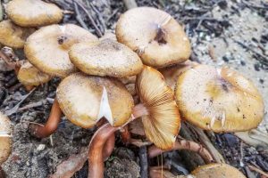 成熟蜜环菌属真菌的一棵大树上。