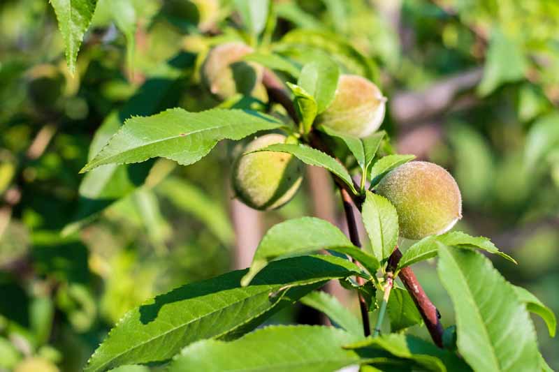 近距离的小桃子感染Xylella fastidiosa疾病导致假的桃子。
