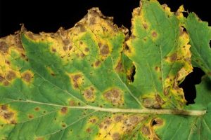 近距离的一半tuntun叶感染Alternaria叶斑(Alternaria brassicicola或芸苔科)。