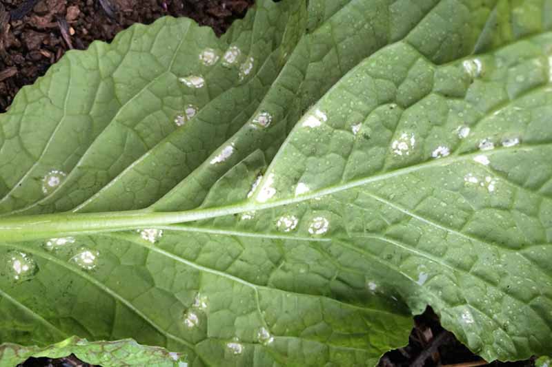 芜菁白锈病(Albugo candida)关闭了。