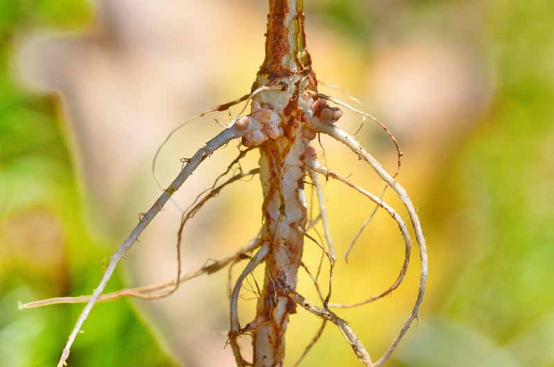促进植物生长rhizobacteria豌豆根生长在结节。