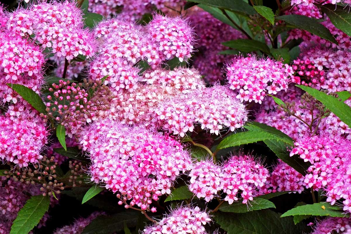 小集群spirea花的粉红色的花朵。