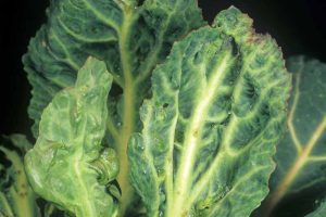近距离的白菜叶子芜菁花叶病毒感染。