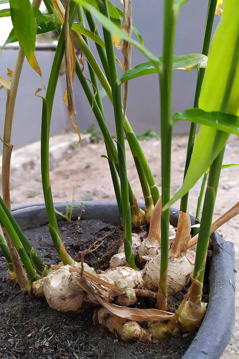 黑锅中姜茎的垂直图片。在肥沃的土壤上可以看到它的树冠，垂直的绿色茎和叶。背景是土壤和灰色的栅栏。