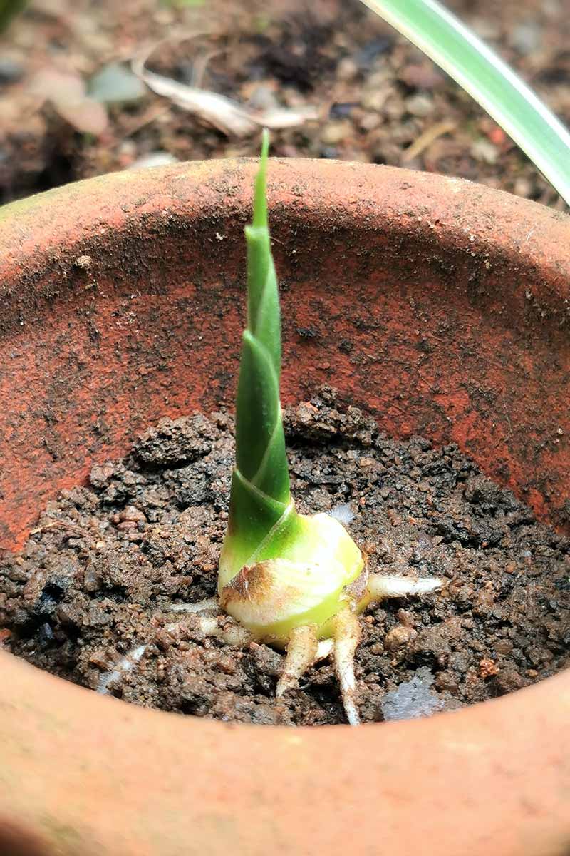 一个近距离的生姜根发芽的茎从根茎。在一个陶罐里的黑色土壤上方，可以看到树冠。背景是软焦的土壤。