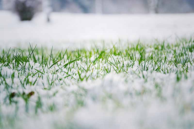 近距离的和明亮的绿色草坪草的叶片戳到雪和霜,用软焦点的背景。