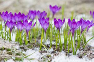 一个近距离的紫色番红花生长在花园通过轻雪灰尘在一个软焦点背景。