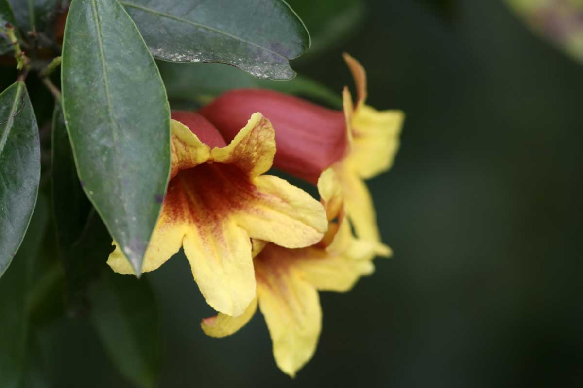 近距离的喇叭形状,crossvine的红色和黄色的花,紫葳capreolata,两侧是深绿色叶软焦点的背景。