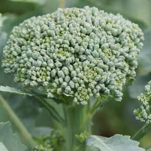 近距离的西兰花头生长在蔬菜花园。